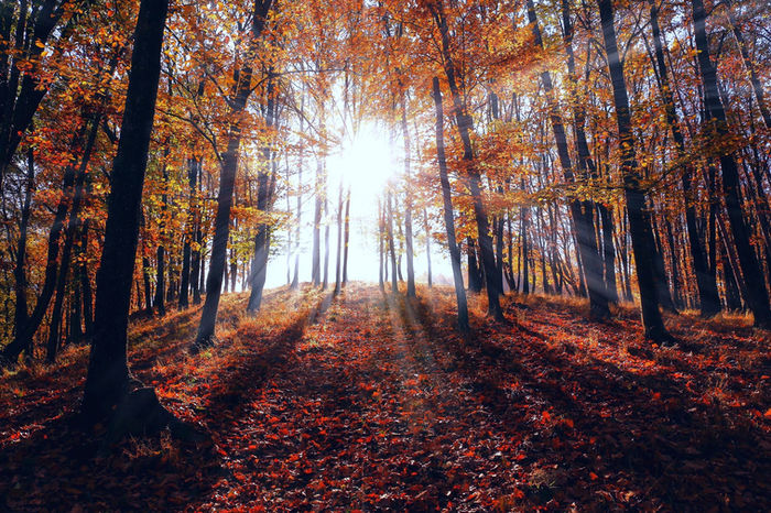 Allée forestière aux couleurs d'automne