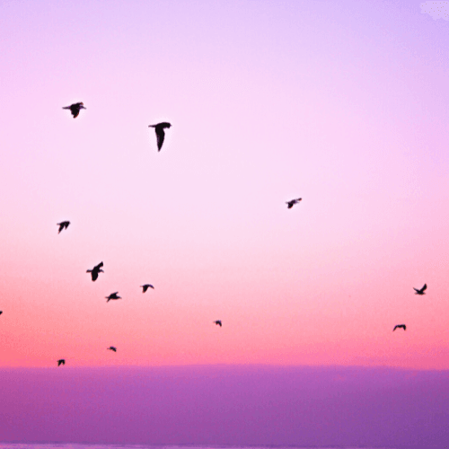 Un vol d'oiseaux dans un ciel rose